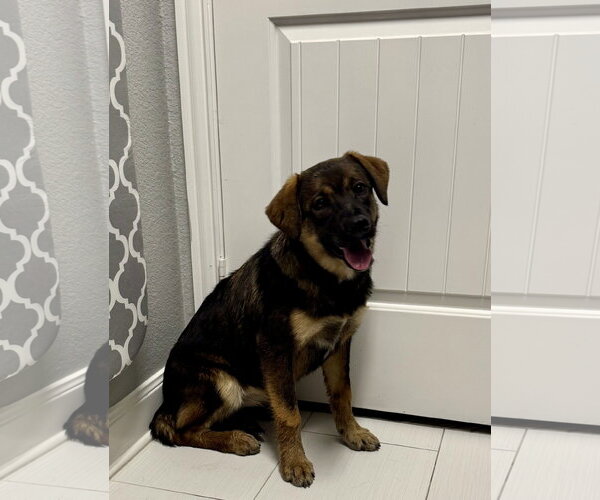 Medium Photo #1 Labrador Retriever-Unknown Mix Puppy For Sale in The Woodlands, TX, USA