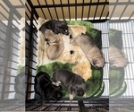 Small #1 French Bulldog