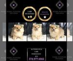 Small Photo #38 Pomeranian Puppy For Sale in WARSAW, IN, USA