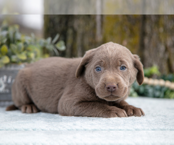 Medium Photo #3 Labrador Retriever Puppy For Sale in HOLMESVILLE, OH, USA