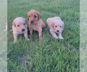 Goldendoodle Puppy for sale in SPRINGFIELD, CO, USA