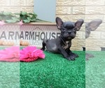 Small #3 American Staffordshire Terrier-French Bulldog Mix