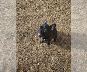 French Bulldog Puppy for sale in THORNTON, CO, USA
