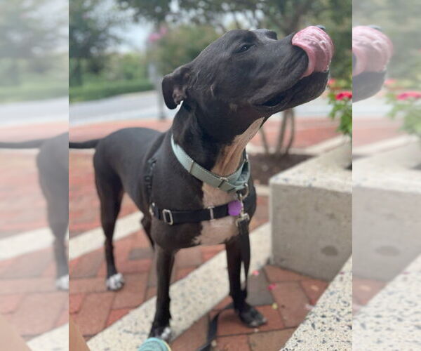 Medium Photo #11 Great Dane-Unknown Mix Puppy For Sale in Greenbelt, MD, USA