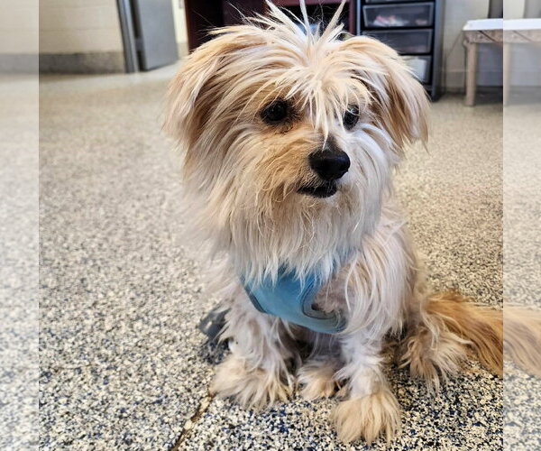 Medium Photo #2 Mutt Puppy For Sale in Shelburne, VT, USA