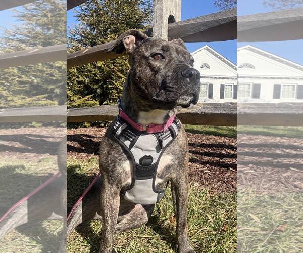 Medium Photo #4 American Pit Bull Terrier Puppy For Sale in Rockville, MD, USA