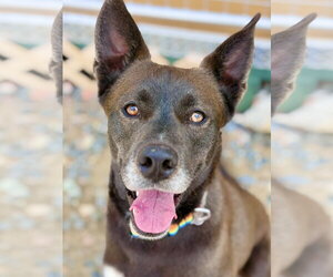 Siberian Husky-Unknown Mix Dogs for adoption in West Cornwall, CT, USA