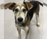 Small English Foxhound Mix
