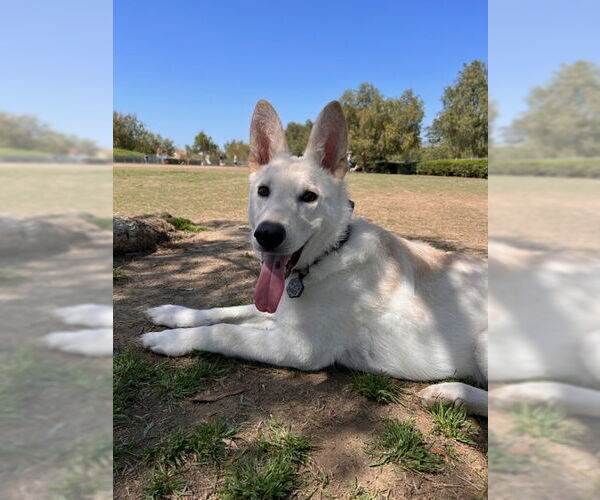 Medium Photo #7 Unknown-white german shepherd Mix Puppy For Sale in Dana Point, CA, USA