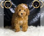 Puppy Patience AKC Poodle (Toy)