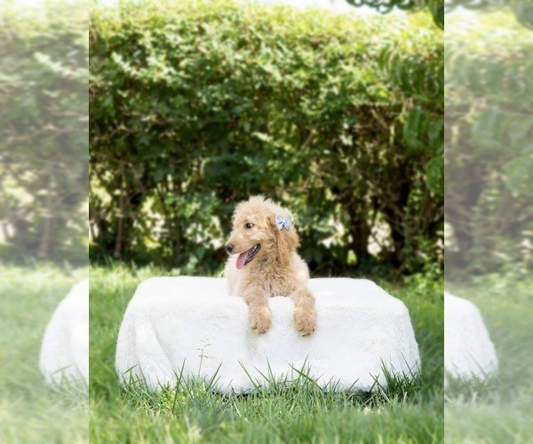 Medium Photo #5 Goldendoodle Puppy For Sale in NASHVILLE, TN, USA