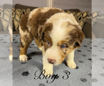 Small Photo #30 Australian Shepherd Puppy For Sale in SALISBURY, NC, USA