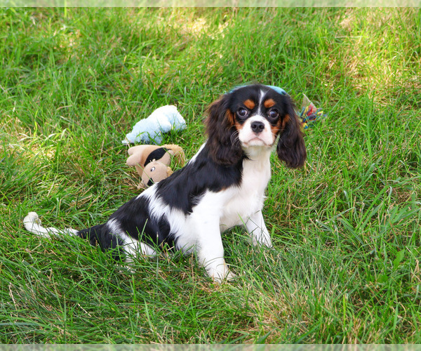 Medium Photo #1 Cavalier King Charles Spaniel Puppy For Sale in SYRACUSE, IN, USA