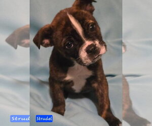 Boston Terrier-Unknown Mix Dogs for adoption in Alexander, AR, USA