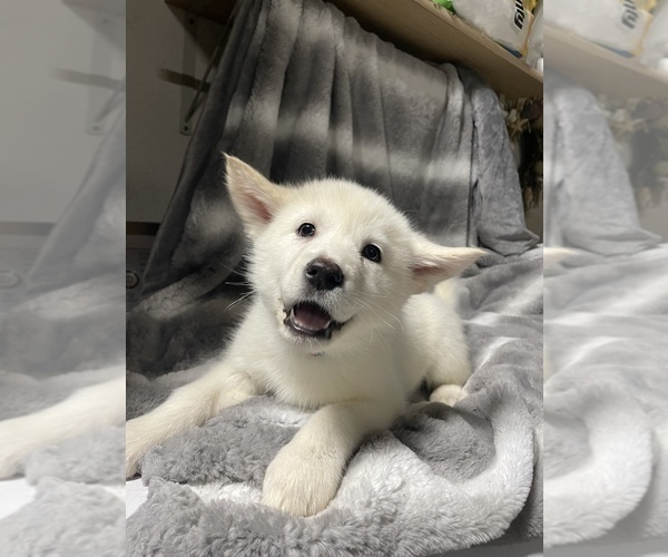 Medium Photo #67 Alusky Puppy For Sale in GARDEN GROVE, CA, USA