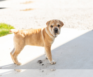 Cocker-Pei Puppy for sale in MILLERSBURG, IN, USA
