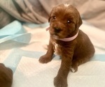 Small Photo #18 Goldendoodle (Miniature) Puppy For Sale in GILBERT, AZ, USA