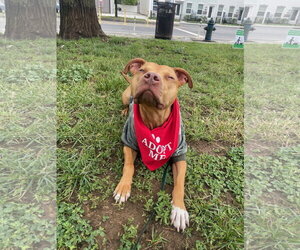 Bronx - Male Mutt Dog for Adoption - Photo #2