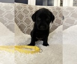 Small Photo #2 Labrador Retriever Puppy For Sale in TWIN FALLS, ID, USA