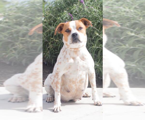 Medium Photo #2 Box heeler Puppy For Sale in Tracy, CA, USA