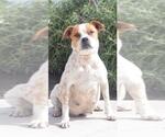 Small #1 Box heeler
