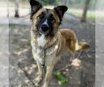 Small Anatolian Shepherd Mix