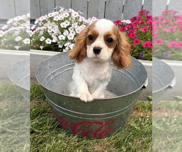 Medium Photo #3 Cavalier King Charles Spaniel Puppy For Sale in MIDDLEBURY, IN, USA