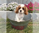 Small #2 Cavalier King Charles Spaniel