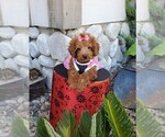 Small Photo #3 Maltipoo Puppy For Sale in SANTA CLARITA, CA, USA