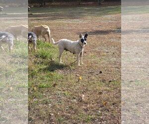 Sasha - Female Mutt Dog for Adoption - Photo #3