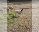 Small Photo #3 Mutt Puppy For Sale in Garden City, NY, USA