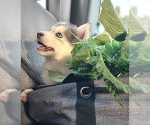 Siberian Husky Puppy for sale in PANAMA CITY BEACH, FL, USA