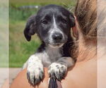 Small #5 Border Collie Mix