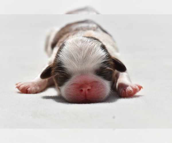 Medium Photo #1 Shih Tzu Puppy For Sale in PALM COAST, FL, USA
