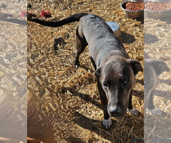 Medium Photo #3 Boxador Puppy For Sale in Tracy City, TN, USA