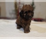 Small Photo #5 Goldendoodle (Miniature) Puppy For Sale in DUBLIN, TX, USA