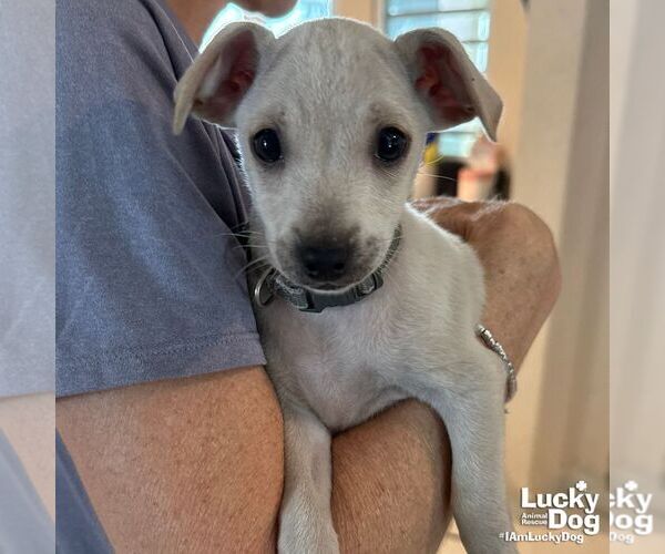 Medium Photo #4 Chihuahua-Unknown Mix Puppy For Sale in Washington, DC, USA