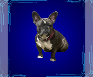 Mother of the French Bulldog puppies born on 06/13/2025