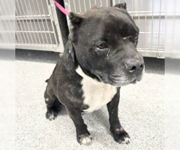 Medium Photo #1 Mutt Puppy For Sale in Houston, TX, USA