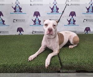 Pointer-Unknown Mix Dogs for adoption in Orlando, FL, USA