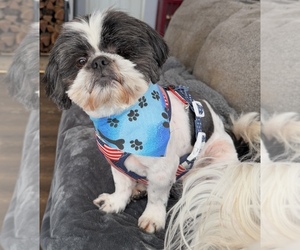 Father of the Shih Tzu puppies born on 08/26/2026