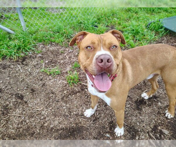 Medium Photo #2 Mutt Puppy For Sale in McKinleyville, CA, USA