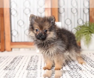 Pomeranian Puppy for sale in NAPLES, FL, USA