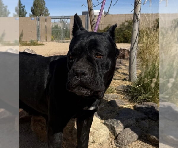 Medium Photo #5 Mutt Puppy For Sale in Goodyear, AZ, USA