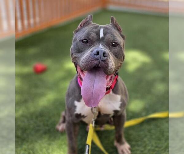 Medium Photo #2 Staffordshire Bull Terrier-Unknown Mix Puppy For Sale in Las Vegas, NV, USA
