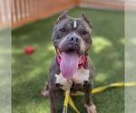 Small #1 Staffordshire Bull Terrier Mix