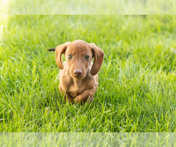 Medium Photo #8 Dachshund Puppy For Sale in MILLERSBURG, IN, USA