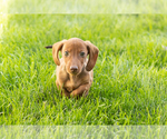 Small #7 Dachshund