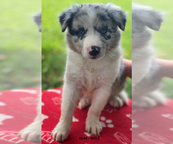 Medium Photo #6 Border Collie Puppy For Sale in PERRYVILLE, MO, USA