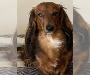 Mother of the Dachshund puppies born on 12/24/2025